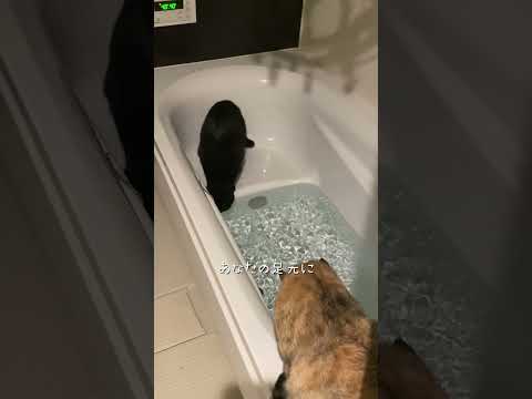冬のお湯もうまいのよ #猫 #ネコズ #cat