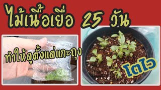 คู่มือต้นไม้ EP8 ปลูกไม้เนื้อเยื่อ ทำให้ดูทุกขั้นตอนตั้งแต่แกะถุง ผสมดิน ลงปลูก เปิดถุง 25 วัน