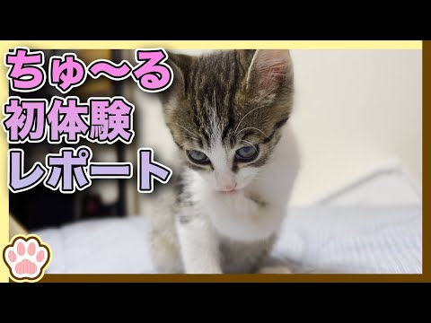 仔猫にちゅ〜る与えてみた / I gave the kitten "CIAO Churu"