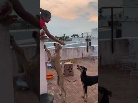 Dog stretching exercise | how to increase dog height