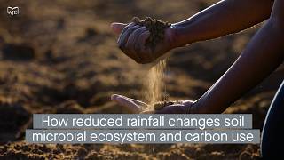 Reduced legacy precipitation alters microbial growth and soil carbon use in a California grassland