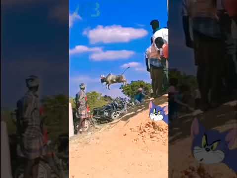mudincha thotu paru Tamil shorts