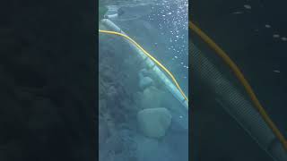 Springtime GOLD dredging. #goldmining #dredging #goldrush