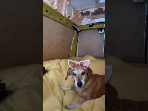 🌍🚐 Vanlife to nie kasa, to styl życia! A Rudzik wie, jak się dobrze bawić! 😎🐾 #funnydog #vanlife
