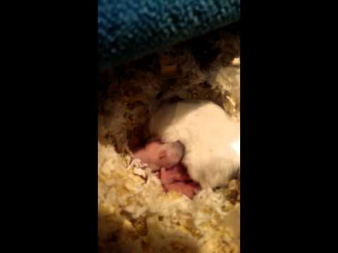 倉鼠 三線鼠 出生紀錄【DAY5】