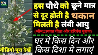 इस पौधे को छूने मात्र से दूर होती है थकान🌿। मिलती है लंबी आयु। Vastu Tips। Vastu For Home
