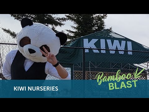 Bamboo Blast With Kiwi Nurseries