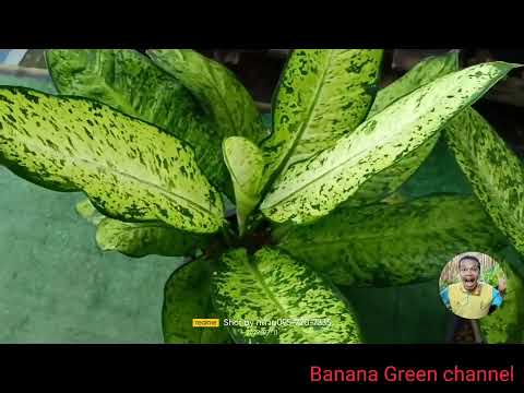 ต้นแผ่บารมี Dieffenbachia Maculata Exotica