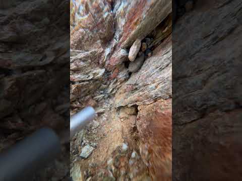 Just some more gold 🎥 😊 #goldpanning #goldprospecting #goldrush