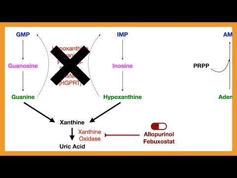 Purine Salvage Pathway