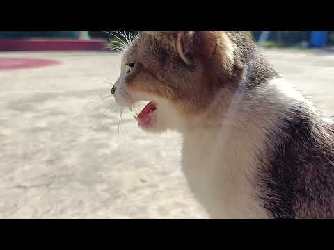 Ekekekek cat
