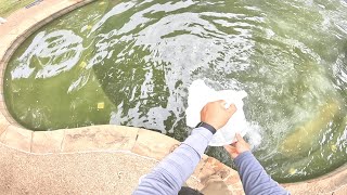 Pool Rescue! Green to Clean Customer couldn't get any pool companies to help so I stepped in!