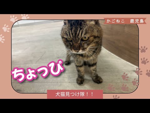 【犬猫見つけ隊！】ちょっぴ　（鹿児島　かごねこ）