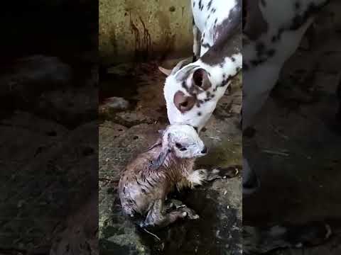 Bakri ka bachcha | Goat Baby #shorts #pets #indian #desi #village