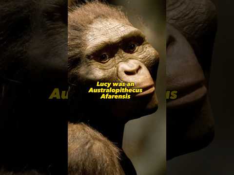 LUCY The Australopithecus Afarensis - Missing Link? #humanevolution #lucy #history #evolution
