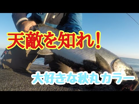 【鮭釣り】【水中映像】餌取りの対策は？水中映像で生態を観察