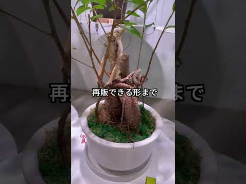 観葉植物を下取りして再生させる！？😲| はたわらワイド #はたわらワイド#PERSOL #はたらいて笑おう #街頭インタビュー #観葉植物#観葉植物育て方 #観葉植物のある暮らし#職場紹介#おすすめ