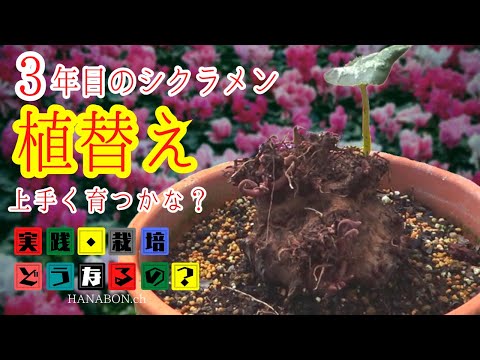 【シクラメン植替え】夏越した球根がジャンボ！3年目のシクラメン上手く育つかな？【シクラメンの選び方・育て方】園芸・実践栽培