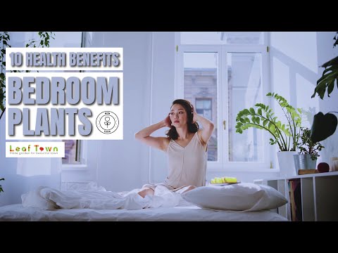 10 Plants You Should Keep In Your Bedroom | Best bedroom plants for sleep better | Leaf Town