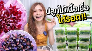 ไม้เนื้อเยื่อ Tissue Culture ปลูกยังไงให้รอด เทคนิคการปลูกไม้เนื้อเยื่อในตู้ไม้น้ำ MarangMod Channel