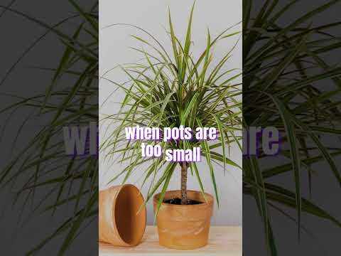 Dragon trees / Dracaena Plant #houseplants #indoorplants #plants