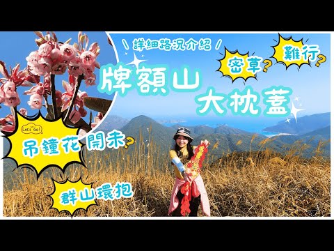 【香港行山好去處】「吊鐘花」🌸開啦！登「大枕蓋」賞花☺️！加遊「牌額山」🤯大驚喜！🤩近觀大蚊山好鬼得意🤠，風景一流！