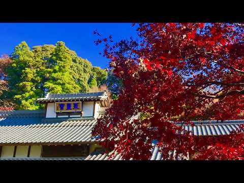 愛知県定光寺紅葉20171121