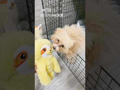 18日目（再会）　相棒の怠け者君が臭かったから洗ってみた