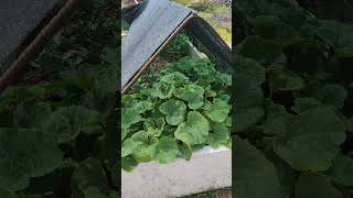 veggie bed update! #permaculture