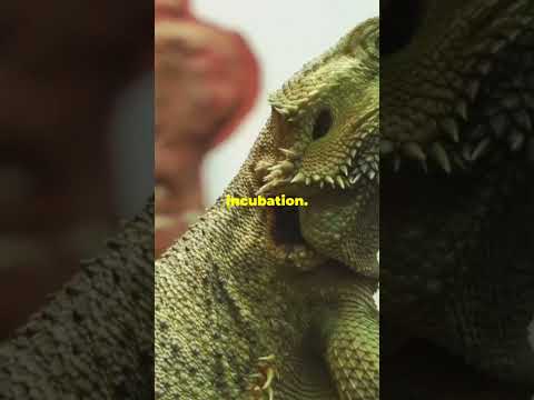 5 Incredible Animals That Can Change Their Gender!