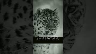 5 Viral #bigbashleague2024 #viral #short#ytshort