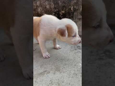 Blue Eyes Puppy(Dog)