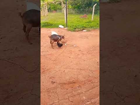 Two chickens and goats sharing maize 🌽 🌽 #chicken #goats