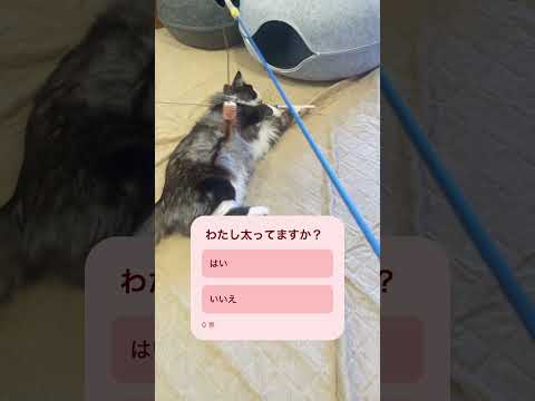 ダイエットにゃんこ#ノルウェージャンフォレストキャット#避妊手術後#猫のいる暮らし