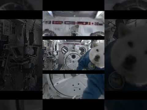 ZERO GRAVITY animals... #shorts #space #spacefacts
