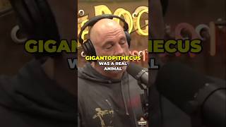 Joe Rogan Talks Gigantopithecus | JRE #2097