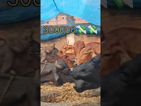 #15august #cow #alumiyaalumiyakahanhotum #dancemusic #automobile #dancesongs 💸💸🤑🤑💰💰💰🤑