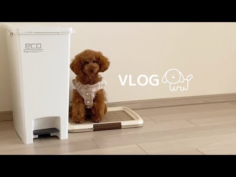 ふと見たら…子犬のお人形みたいになってました🐾