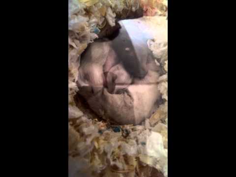 倉鼠 三線鼠 出生紀錄 三線鼠寶寶 【DAY17】