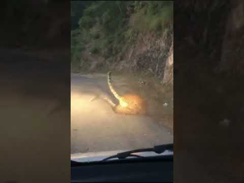 WATCH! Stunning footage of leopards fighting in the middle of a mountain road!