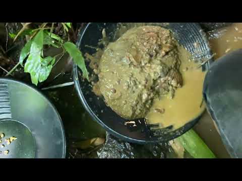 Goldene Ameisen im wilden Wald finden