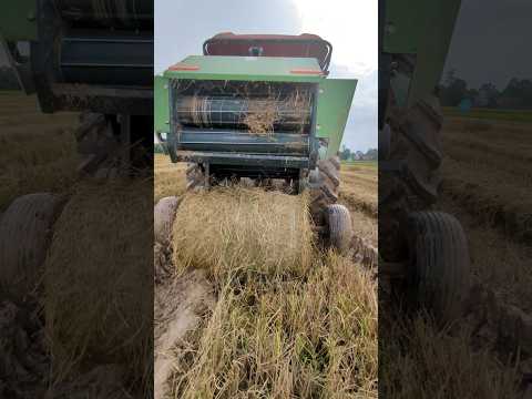 ប្រមូលចម្បើង