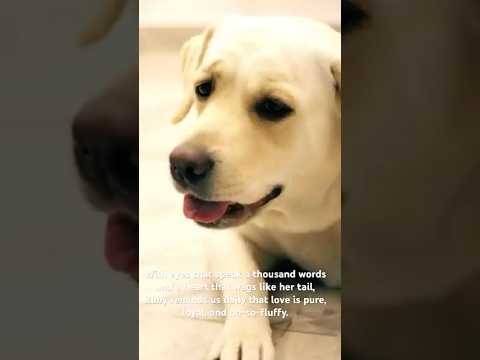 Ruby enjoying with Family time #youtubepets #indianpets #adorabledog #adorabledogvideos  #petslover