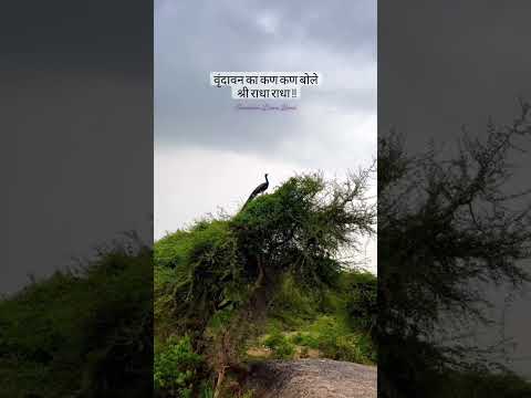 वृंदावन का कण कण बोले श्री राधा राधा | ब्रज धाम | राधा नाम पुकारू में 🙏🏻 #radha #krishna