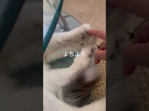 ぐるりんぱにゃんこ#ノルウェージャンフォレストキャット#猫のいる暮らし