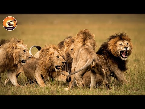 Brutal Lion Fights for Dominance in the Wild | Animal Documentary