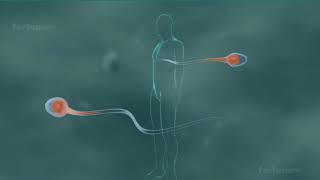 Class 10, ch- Heredity And Evolution-Sex Determination