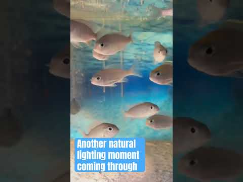 Natural light coming through my Lethrinops tank, featuring a Copadichromis colony. #malawicichlid