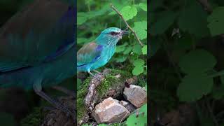 This Bird Sets Traps Like a Hunter—With Sap!#SmartBirds #WildlifeGenius #BirdBehavior #shorts