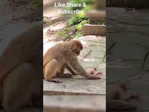 Baby Monkey And Mother